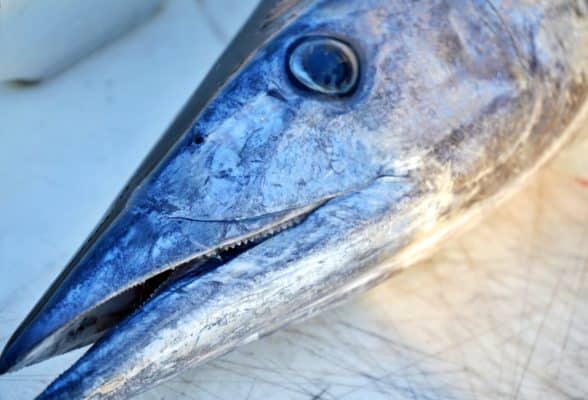 Grand Cayman Fishing Charters