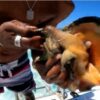 Conch Cayman Islands