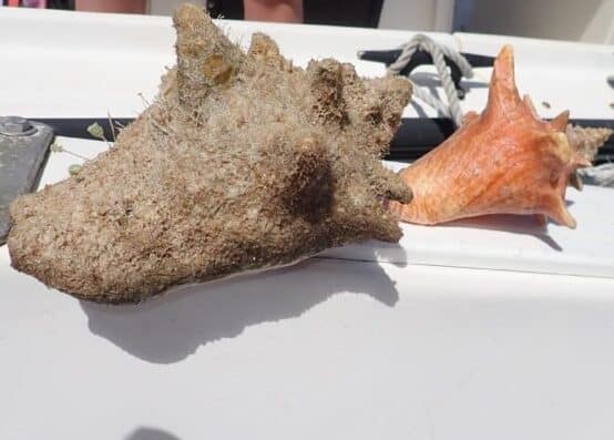 Grand Cayman Conch