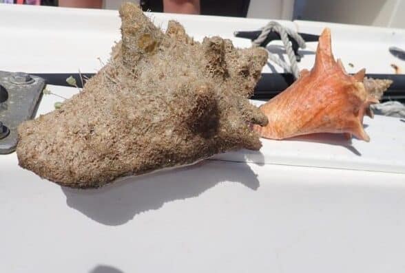 Grand Cayman Conch