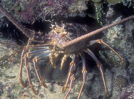 Lobster Season Cayman Islands