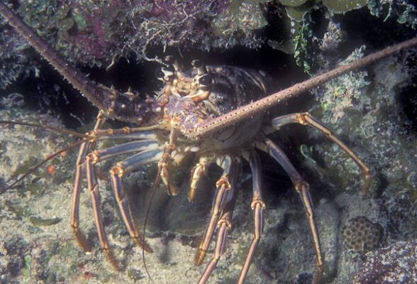 Lobster Season Cayman Islands