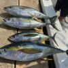 Twelve Mile-Bank Fishing Cayman