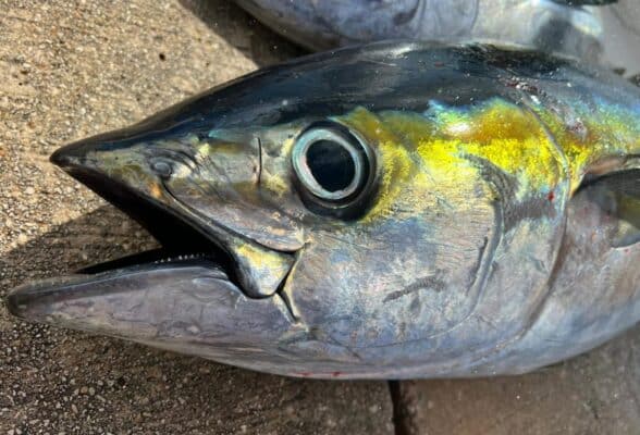 Cayman Islands Tuna Fishing