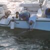 Tuesday Tarpon Fishing-Semi-Private Charter for Individual Anglers - Image 7