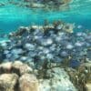 Grand Cayman Snorkeling