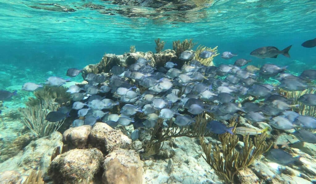 Grand Cayman Snorkeling