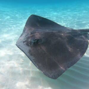 Stingray and Snorkel Private Charter