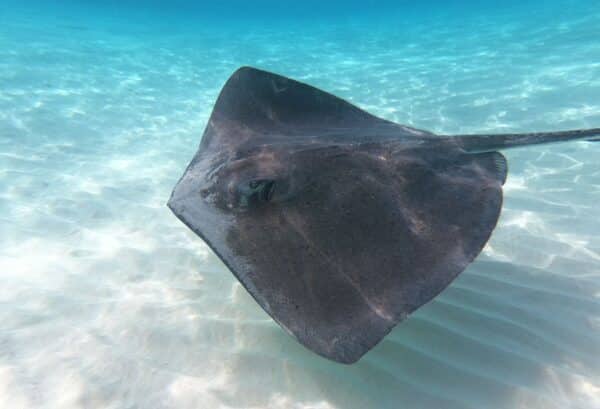 Stingray and Snorkel Private Charter