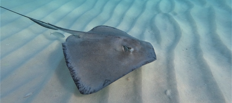 Stingray Grand Cayman