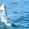 Tarpon fishing Cayman Islands