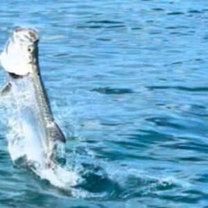 Tarpon fishing Cayman Islands