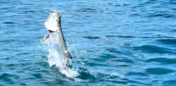 Tarpon fishing Cayman Islands