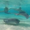 Stingray City Sandbar Grand Cayman