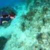 Grand Cayman Snorkeling