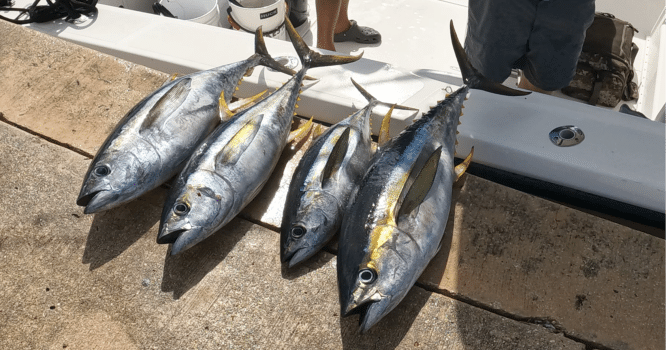 Grand Cayman Yellowfin Tuna