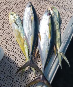 Grand Cayman Fishing 