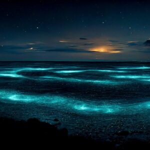 Grand Caymans Bioluminescence Bay
