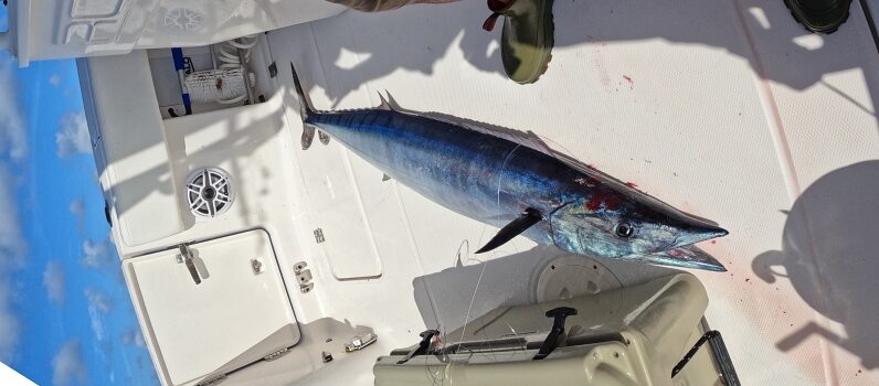 Grand Cayman Wahoo